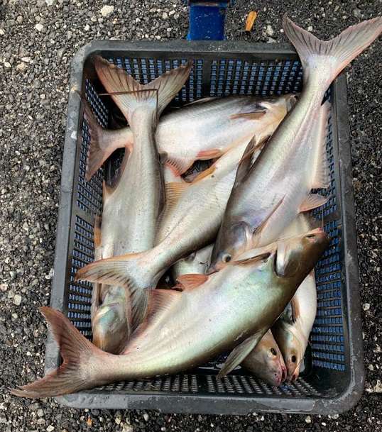  
                                          ताजा माछा(बचुवा)                      